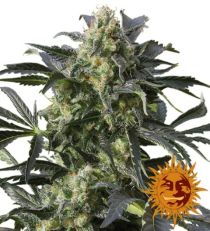 Crimea Blue Feminized Marijuana Seeds