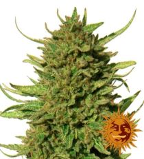 Critical Kush Feminized Marijuana Seeds