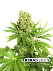 Critical Autoflower - Kera Seeds
