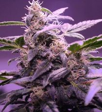 Auto Mendo Mass by Critical Mass Collective Seeds