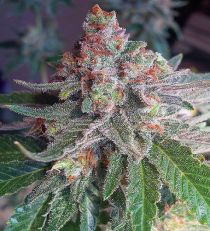 Purple Skunk Mass by Critical Mass Collective Seeds
