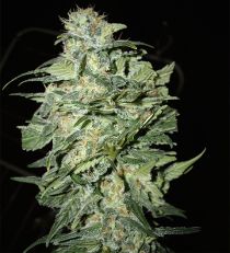 Crop Circle Auto by Cream of the Crop Seeds