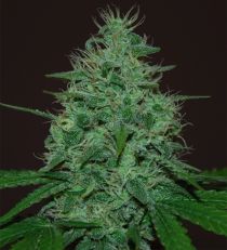 Cropical Fruit Auto by Cream of the Crop Seeds