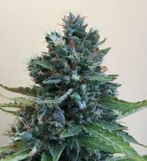 Cropolope by Cream of the Crop Seeds