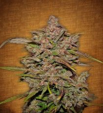 Crystal M.E.T.H. by Fast Buds Seeds