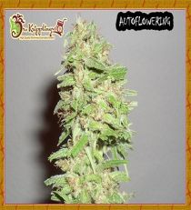 Choc Matic by Dr Krippling Seeds
