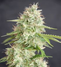 Double Cream by Cream of the Crop Seeds