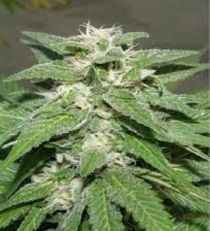 Kong 47 by Dr. Underground Seeds