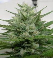 Crystal M.E.T.H. by Dr. Underground Seeds