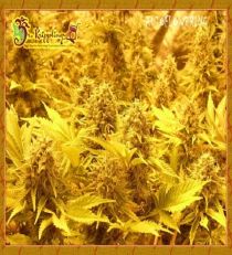 Choc Matic by Dr Krippling Seeds