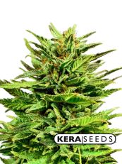 Dwarf Autoflower - Kera Seeds