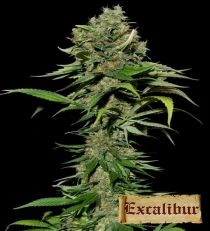 Excalibur by Eva Seeds