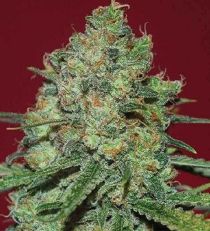 Clinical White CBD by Expert Seeds