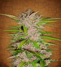 Fastberry by Fast Buds Seeds