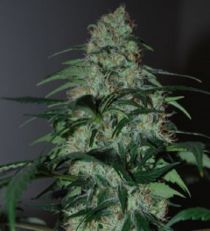 Five-O by Black Skull Seeds