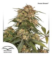 Forest Dream by DP Seeds