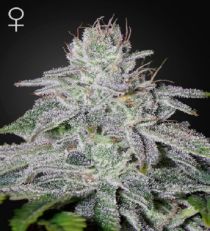 Franco's Lemon Cheese by Green House Seeds
