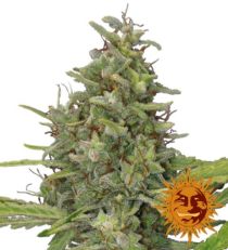 G13 Haze Feminized Marijuana Seeds