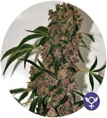 Girl Scout Cookies Extreme by Bulldog Seeds