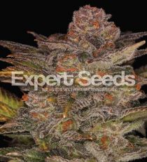Glueberry Auto by Expert Seeds