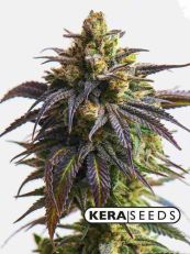 Gorilla Glue Autoflower - Kera Seeds