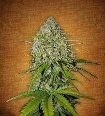 Grapefruit'matic by Fast Buds Seeds