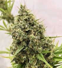 Guawi Feminized by Ace Seeds