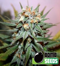 Hash Bomb Regular Marijuana Seeds