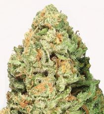 Fruit Punch by Heavyweight Seeds