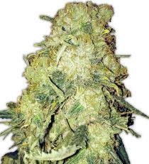 Gold Mine by Heavyweight Seeds