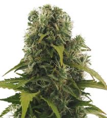 High Density Auto by Heavyweight Seeds