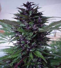 H Fantaseeds Homegrown Purple