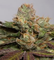 707 Truthband Emerald Mountain by HSO Seeds