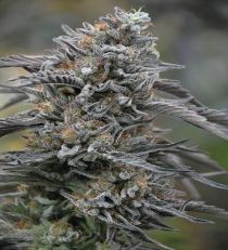 Black D.O.G by HSO Seeds