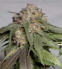 Blueberry Headband by HSO Seeds