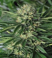 Dr Greenthumb's EM-Dog by B-Real by HSO Seeds