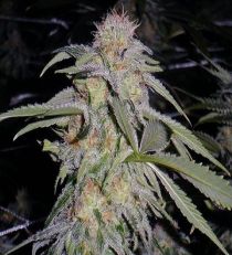 Lost Coast Hashplant by HSO Seeds