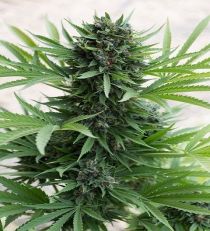 Sour Diesel Auto by HSO Seeds