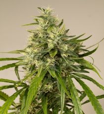 Trainwreck by HSO Seeds