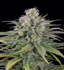 UK Cheese Auto by HSO Seeds