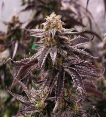 OGKZ by HSO Seeds