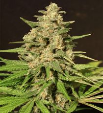 Hybrid X by Cream of the Crop Seeds
