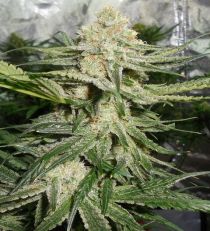 Iced Grapefruit by Female Seeds