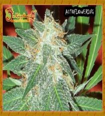 Jumping Black Dash by Dr Krippling Seeds