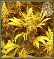 Kali and The Chocolate Factory by Dr Krippling Seeds