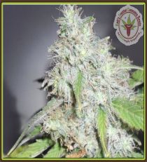 Kali's White Shadow by Dr Krippling Seeds