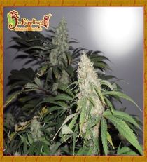 Kripple Roulette by Dr Krippling Seeds