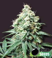 Kush Bomb Regular Marijuana Seeds