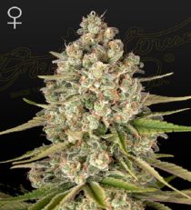 Lost Pearl Feminized by green House Seeds