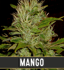 Mango by Blim Burn Seeds